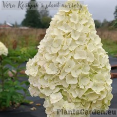 Aedhortensia Magical Kilimanjaro