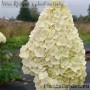 Aedhortensia Magical Kilimanjaro