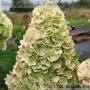 Aedhortensia Magical Kilimanjaro