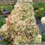 Aedhortensia Magical Kilimanjaro