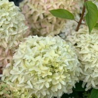 Aedhortensia Magical Lime Sparkle