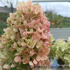 Aedhortensia Magical Matterhorn