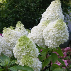 Aedhortensia Magical Moonlight (Kolmagimo)