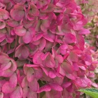 Aedhortensia Magical Mount Fuji