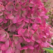 Aedhortensia Magical Mount Fuji