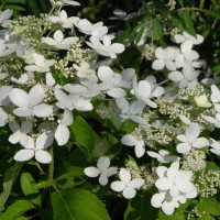 Aedhortensia Magical Starlight
