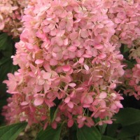 Aedhortensia Magical Sweet Summer