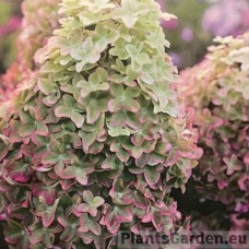 Aedhortensia Metalica