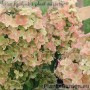 Aedhortensia Metalica