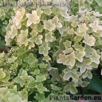 Aedhortensia Metalica