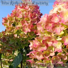 Aedhortensia Metalica