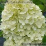 Aedhortensia Mojito