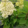 Aedhortensia Mojito