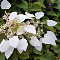 Harilik lõhikhortensia Moonlight