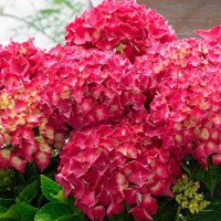 Suurelehine hortensia Music Collection® Red Reggae