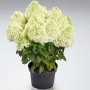 Aedhortensia Pandalus