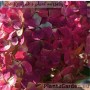 Aedhortensia Pandalus
