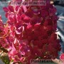 Aedhortensia Pandalus