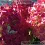 Aedhortensia Pandalus