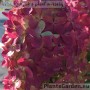 Aedhortensia Pandalus