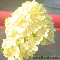 Aedhortensia Pandora