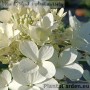 Aedhortensia Panzola