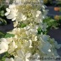 Aedhortensia Panzola