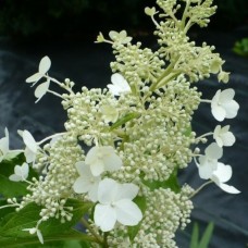 Aedhortensia Papillon