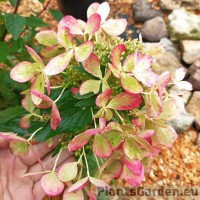 Aedhortensia Pastelgreen