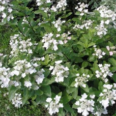 Aedhortensia Pee Wee