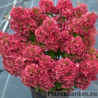 Aedhortensia Petite Cherry
