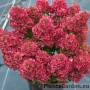 Aedhortensia Petite Cherry