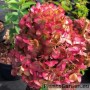 Aedhortensia Petite Cherry