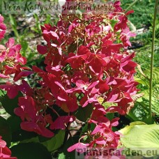 Aedhortensia Petite Lantern