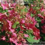Aedhortensia Petite Lantern