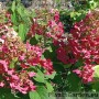 Aedhortensia Petite Lantern