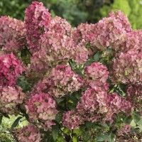 Aedhortensia Petite Star