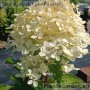 Aedhortensia PHANTOM