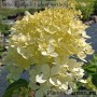 Aedhortensia PHANTOM