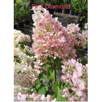 Aedhortensia Pink Diamond