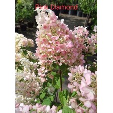 Aedhortensia Pink Diamond