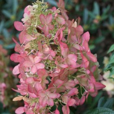 Aedhortensia Pink Lady