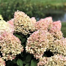 Aedhortensia Pinkachu