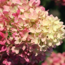 Aedhortensia Pinklight