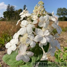 Aedhortensia Pinky Winky