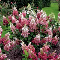 Aedhortensia Pinky Winky