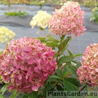 Aedhortensia Pixio