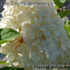 Aedhortensia Polar Bear