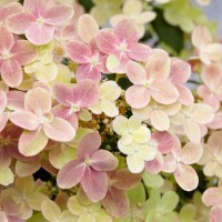 Aedhortensia Polestar