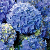 Suurelehine hortensia Premium Early Blue